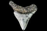 Juvenile Megalodon Tooth - Georgia #111621-1